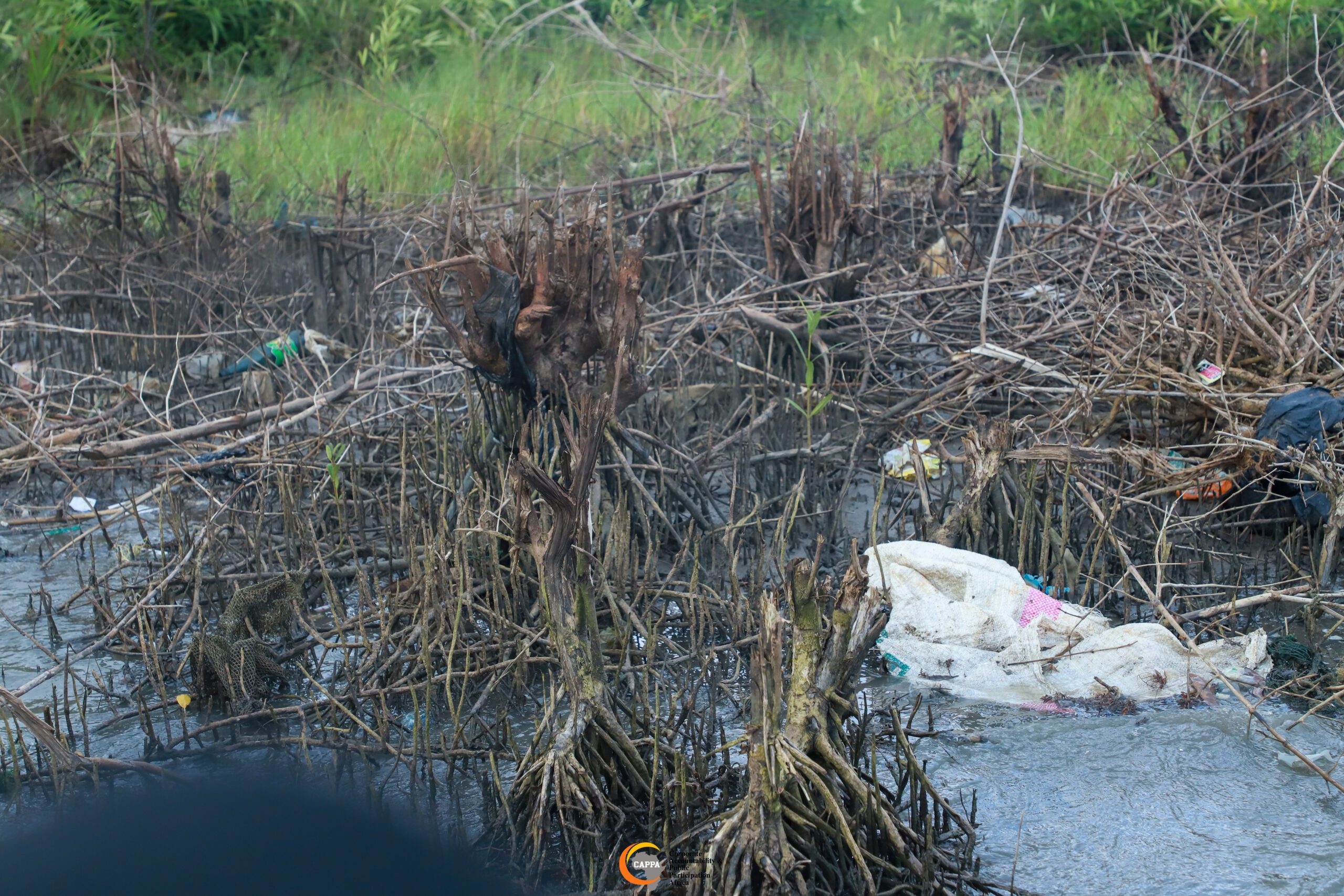 Dead vegetation following an oil spill.